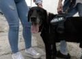 adopcion-drago-perro-guardia-civil-6