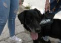 adopcion-drago-perro-guardia-civil-7