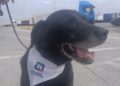 adopcion-drago-perro-guardia-civil-heroes-cuatro-patas-1