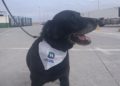 adopcion-drago-perro-guardia-civil-heroes-cuatro-patas-2