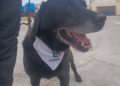 adopcion-drago-perro-guardia-civil-heroes-cuatro-patas-5