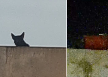 perro-abandonado-pasaje-recreo-alto