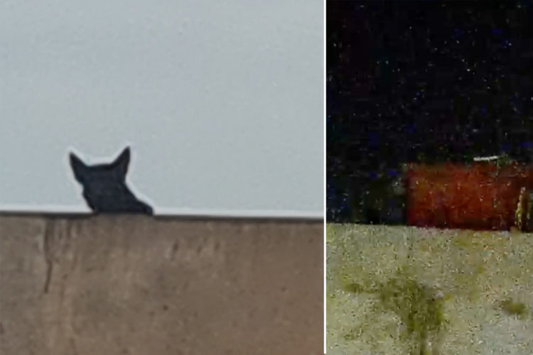 perro-abandonado-pasaje-recreo-alto