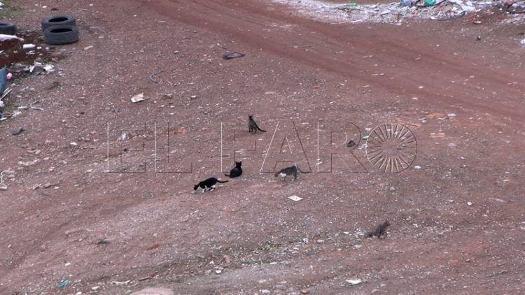 salvador-gatos-principe-pide-ayuda-016