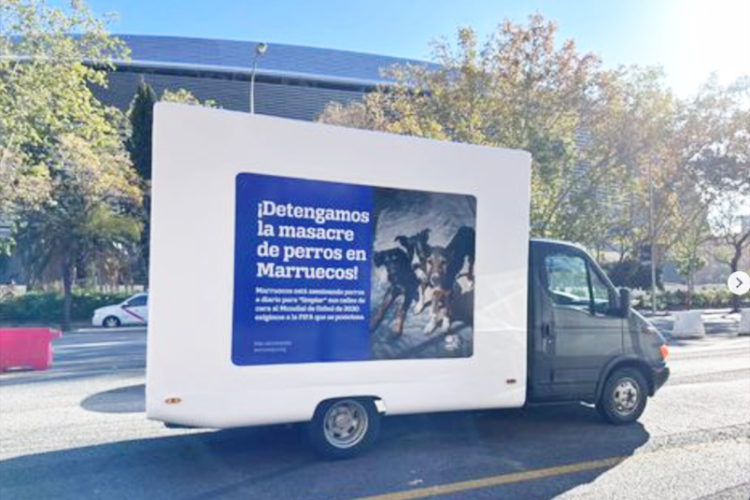 temen-matanza-masiva-perros-callejeros-mundial-2030