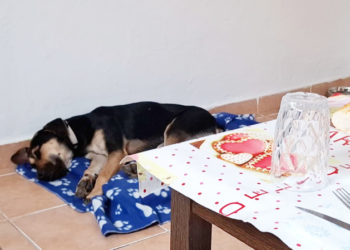 hector-perrito-siempre-vuelve-protectora-adopcion-003