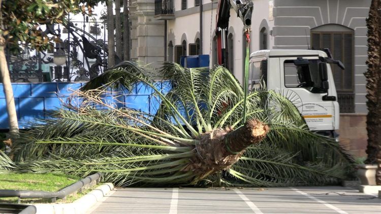 palmera-plaza-africa-borrasca-herminia-5