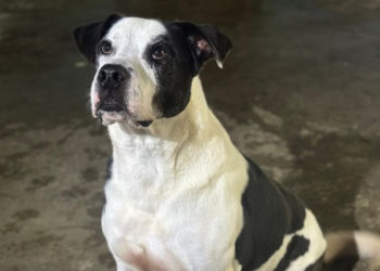 una-oportunidad-niebla-no-siga-siendo-invisible-002