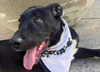 tango-no-quiere-seguir-entre-rejas