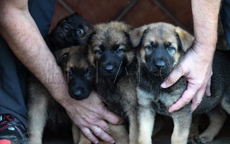 asociaciones-senalan-flecos-resolver-ley-bienestar-animal