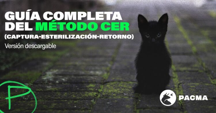 cer-gatos-calle-comienza-abocada-fracaso