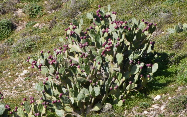 chumberas-abren-camino-campos-10