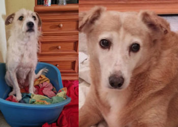 yula-laika-quedan-solas-llamamiento-urgente-adopcion-protectora