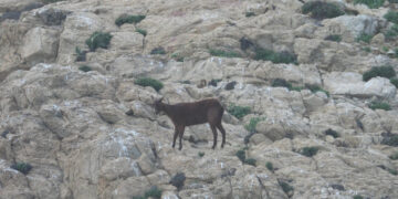 cabra-incordio-colonia-protegida-gaviotas-adouin-001