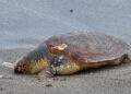 tortuga-boba-delfin-muertos-playa-tarajal-002