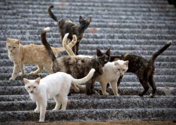 ayudas-implementacion-programas-cer-colonias-felinas