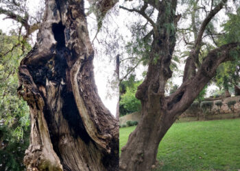 ceuta-perder-otro-arboles-maduros-daubma-001-portada