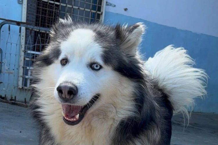 hogar-cesar-perro-vagabundo-tanger-ceuta-002