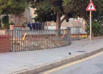 lazo-naranja-crematorio-mascotas-5