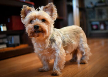 nuestra-ciudad-no-existe-incineradora-mascotas-toby