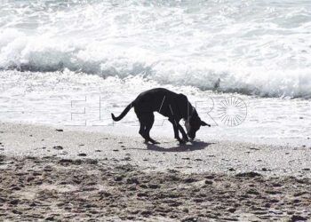 perros-playa-7-portada