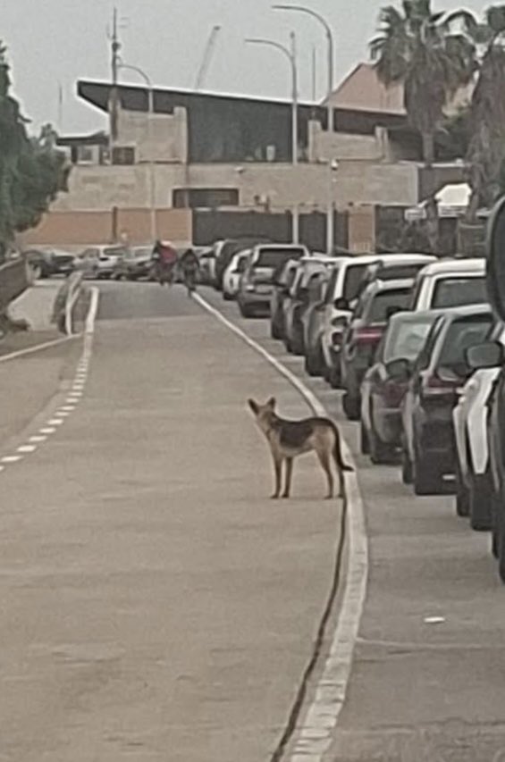 tercer-caso-perro-rabia-melilla-frontera-marruecos