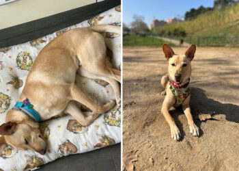 canelita-busca-hogar-1