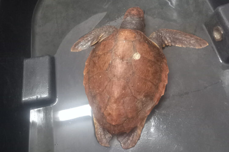 cecam-rescata-pequena-tortuga-aguas-puerto-001