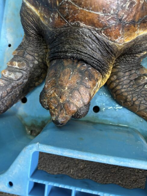 cecam-rescata-pequena-tortuga-aguas-puerto-002