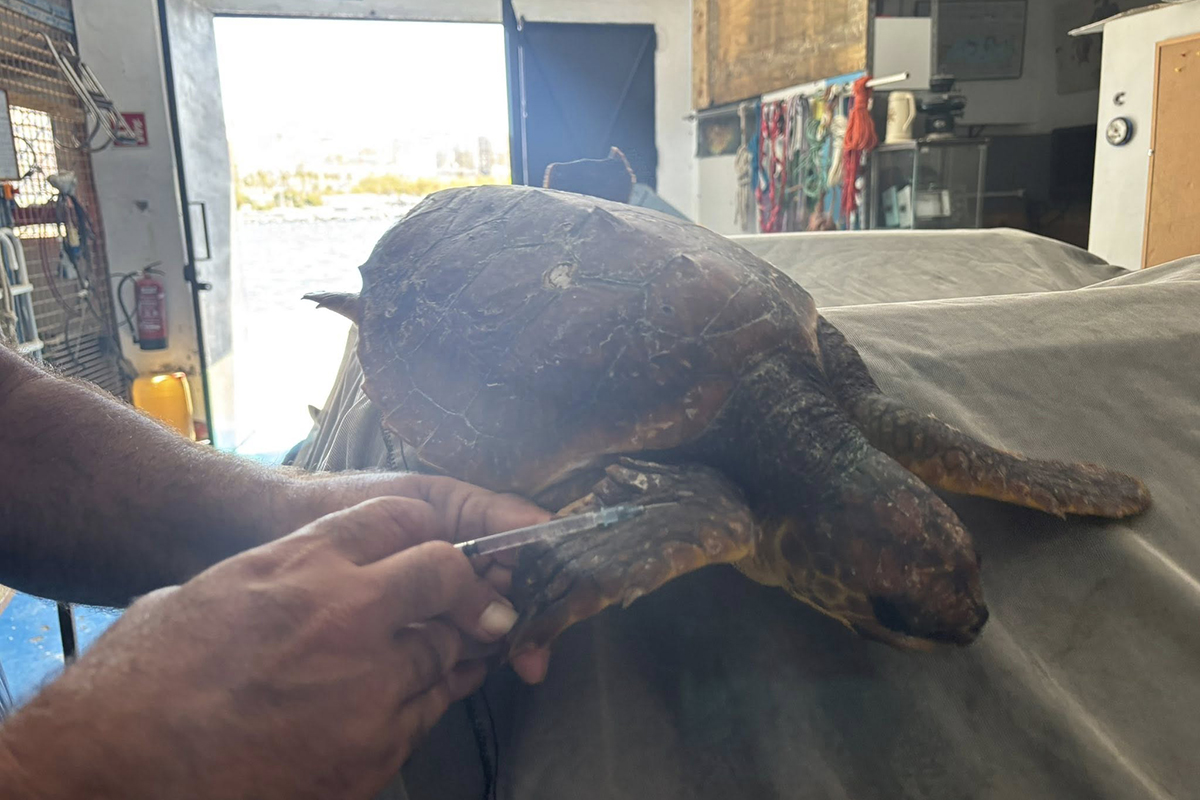 cecam-rescata-pequena-tortuga-aguas-puerto-003