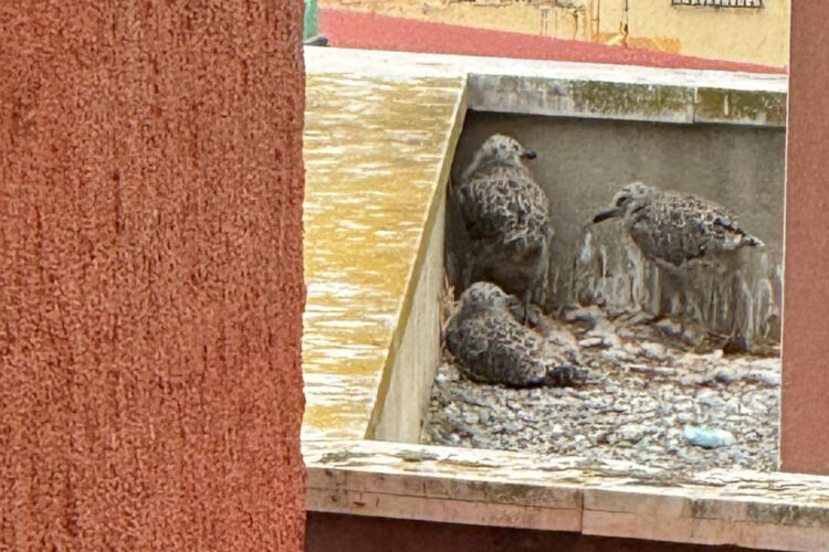 daubma-pide-explicaciones-retirada-nidos-gaviotas