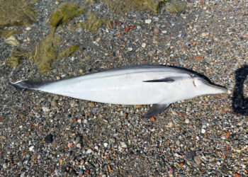 delfin-muerto-playa-perros