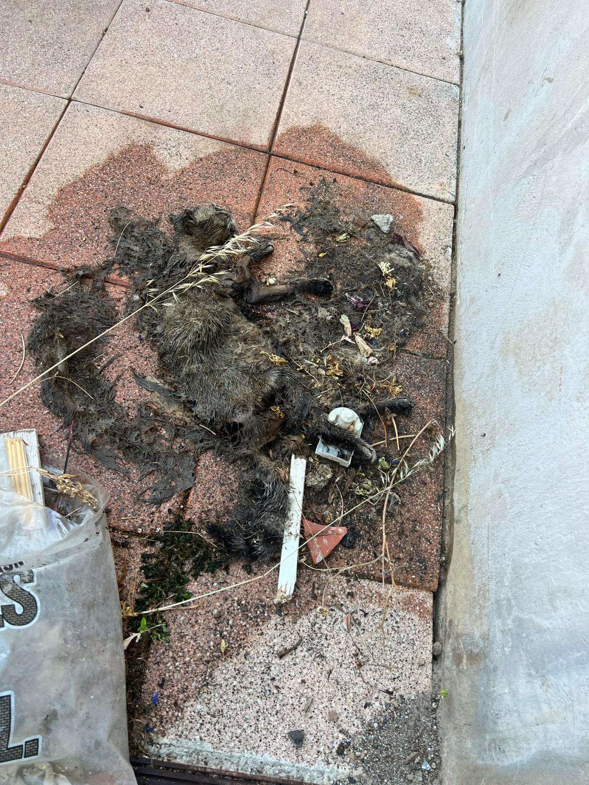 gato-muerto-dias-sin-ser-retirado-principe-alfonso