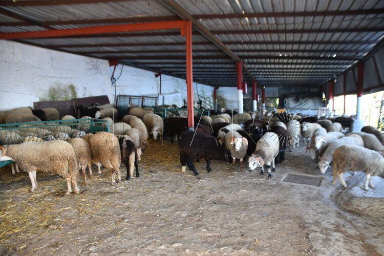 ceuta-queda-sin-corderos-eid-al-adha