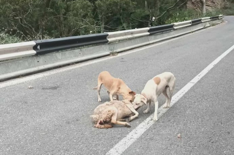 perros-salvajes-oveja-muerta-miedo-ataques-002