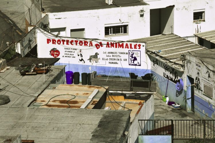 protectora-animales-general