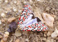 zerynthia-registra-200-especies-mariposas-nocturnas-ceuta-2.jpg