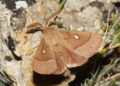 zerynthia-registra-200-especies-mariposas-nocturnas-ceuta-3