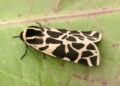 zerynthia-registra-200-especies-mariposas-nocturnas-ceuta-8