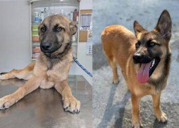 acogida-ariel-operacion-protectora