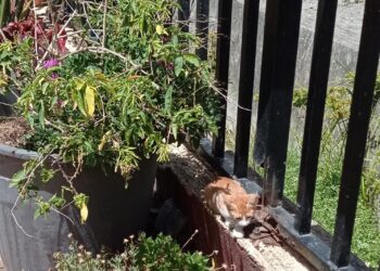 agradecimiento-isabel-veterinaria-CER-gatos