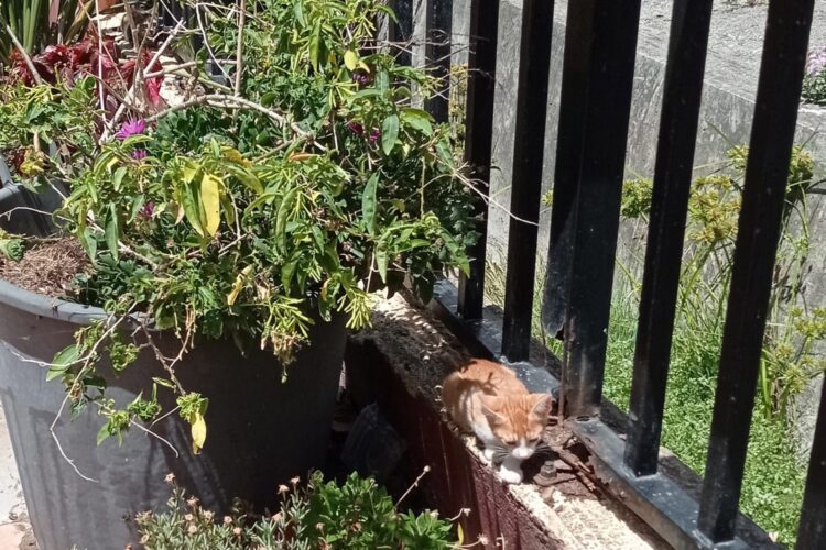 agradecimiento-isabel-veterinaria-CER-gatos