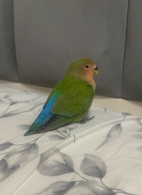 animales-exoticos-ignorados-urgencias-veterinarias