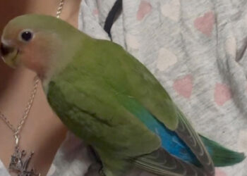 animales-exoticos-ignorados-urgencias-veterinarias-011