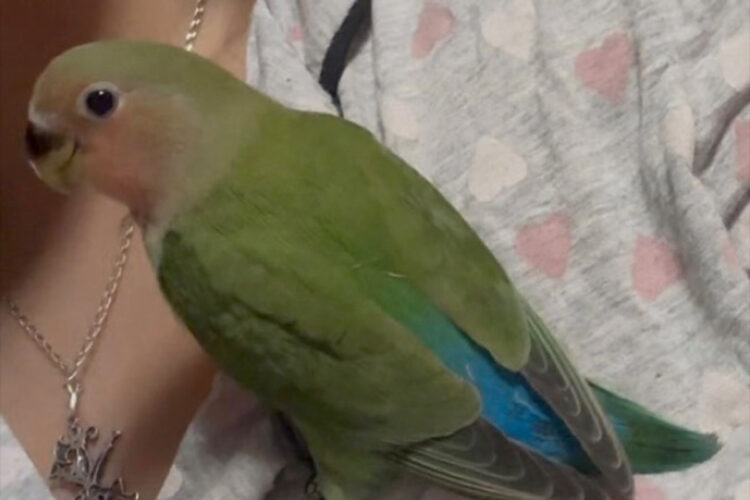 animales-exoticos-ignorados-urgencias-veterinarias-011