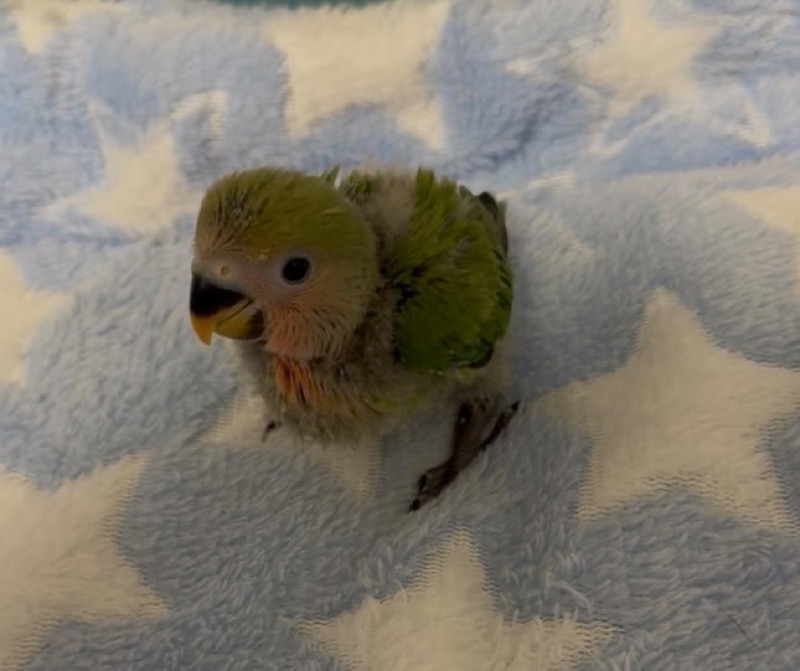 animales-exoticos-ignorados-urgencias-veterinarias