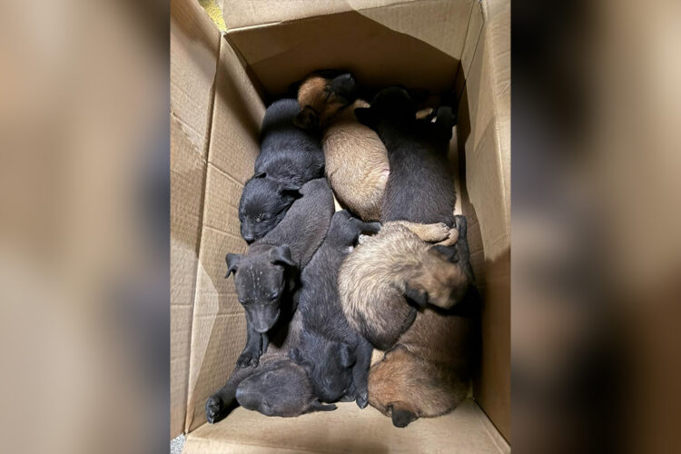 cachorros-abandonados