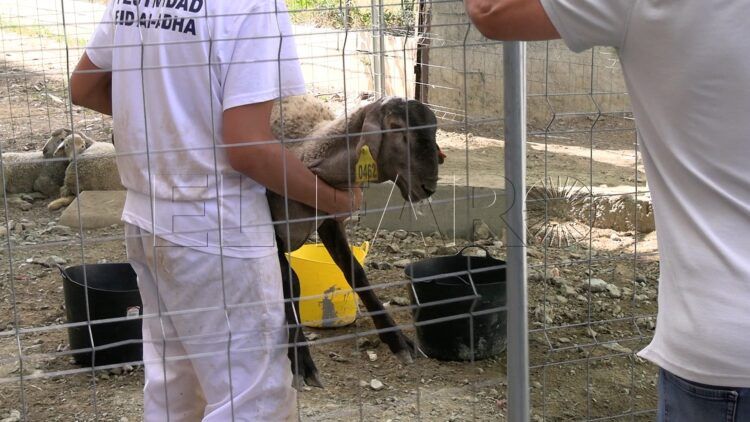 comunidad-musulmana-recibe-eid-al-adha-2025-espiritu-agradecido-18