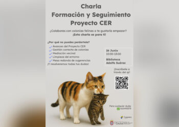 cuidadoras-colonias-gatos