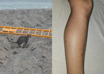 denuncia-excrementos-gato-playa-chorrillo-1